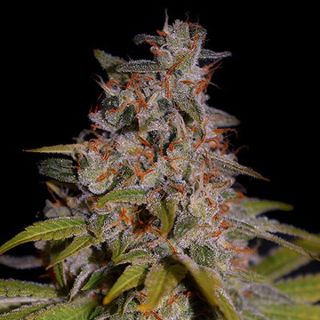 25266 - Honey Papaya  5u. G13 Labs