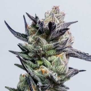 Huckleberry Punch 6 ud. fem Elev8 Seeds