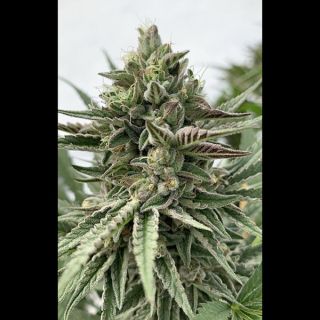 Humboldt Pound Cake 3 u. fem Humbold Seeds Company