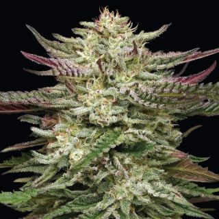 24919 - Humboldtt Headband 5 u. fem Humboldt Seeds Company