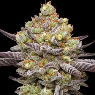 26783 - Hyper Za  3 u. fem Humboldt Seeds Company