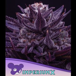 21466 - IMPERIUM X  3 u. fem Anesia