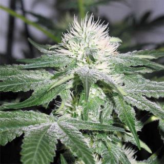 3588 - Ice 10 u. fem. Female Seeds Agotada en origen