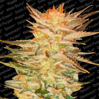 Ice Cream  3 u. fem. Paradise Seeds