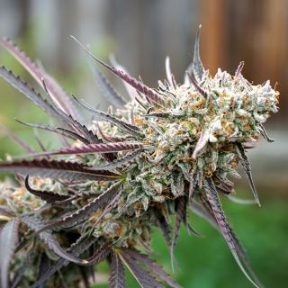 Ice Cream Cake Fast Flowering  3 ud Humboldt Seed Organization