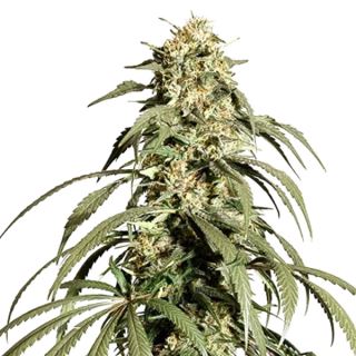23188 - Ice Cream Haze   3 u. fem. Dutch Passion