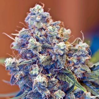 IGFS10 - Iced Grapefruit 10 u. fem. Female Seeds