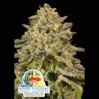 26633 - Iced Lemon Watermelon  5 u. fem Anesia