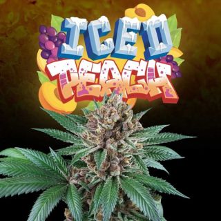 26161 - Iced Peach 3 u. fem Perfect Tree