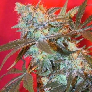 6236 - Iced Widow 10 u. Female Seeds Agotada en origen