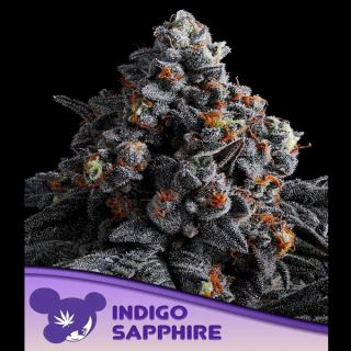 Indigo Sapphire 10 u. fem Anesia