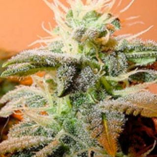 9553 - Indoor Mix  4 u. fem. Female Seeds