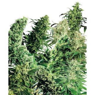 1250 - Indoor Mix 25 u. reg. Sensi Seeds