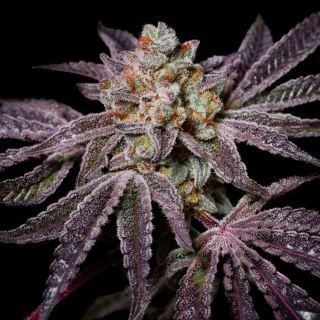 23290 - Insanity OG 1 u. fem - Exotic Line- Pure Instinto