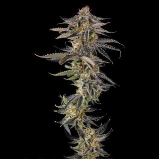 27214 - JAHrassic :  JAHmagic x Black Amber  - 7 u. Fem Compound Genetics