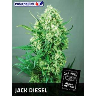 3509 - Jack Diesel  1 u. fem. Positronics Seeds