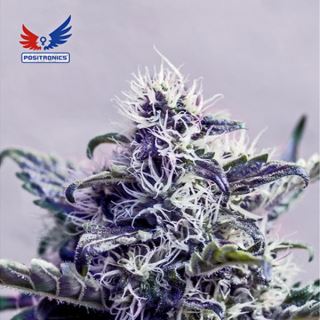 5617 - Jack Diesel CBD  1u. fem. Positronics Seeds