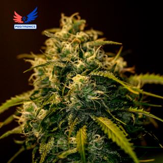 Jack Diesel CBD 25u. fem. Positronics Seeds