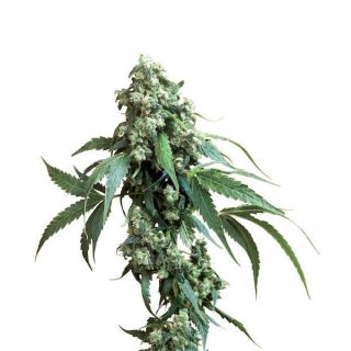 11383 - Jack Flash #5 - 1 u. fem. Sensi Seeds