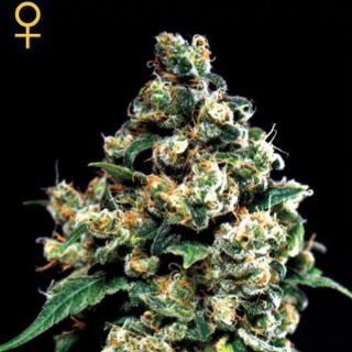 9454 - Jack Herer  1 u. fem. Green House