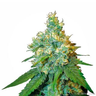 6660 - Jack Herer  3 u.  fem. Sensi Seeds