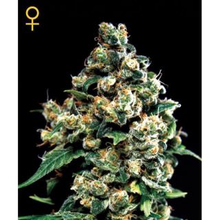 Jack Herer  3 u. fem. Green House