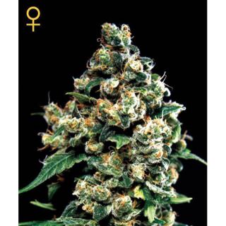 4051 - Jack Herer 10 u. fem. Green House