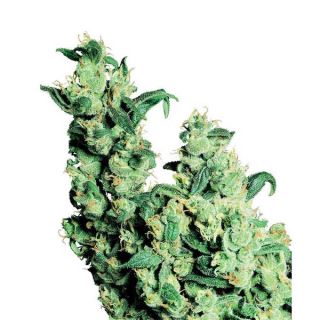 1277 - Jack Herer 10 u. reg. Sensi Seeds