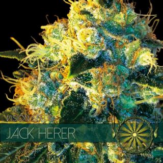 Jack Herer 3 sem. u. Vision Seeds