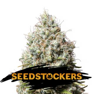 Jack Herer fem.  1 u. Seedstockers