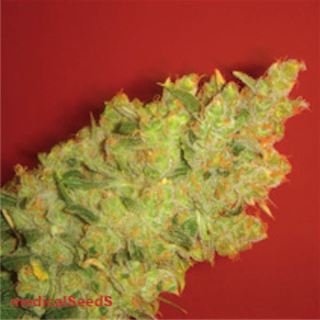 3447 - Jack La Mota  3 u. fem. Medical Seeds