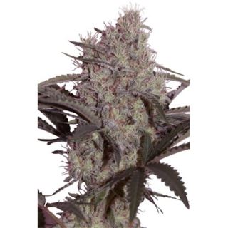 SM5F - Jack Widow 5 u. fem. Seedmakers