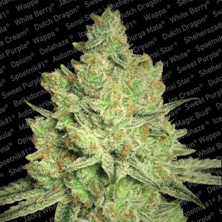 JW3F - Jacky White  3 u. fem. Paradise Seeds