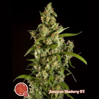 6729 - Jamaican Blueberry BX 10 u reg. Philosopher