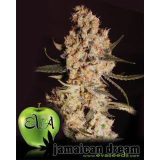 Jamaican Dream 3+1 u. fem. Eva Seeds