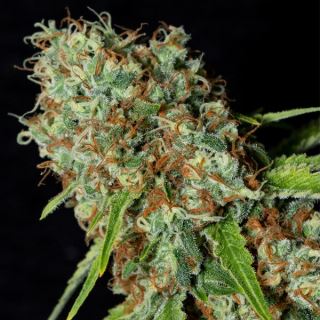 Jamaican Dream CBD 3+1 u. fem. Eva Seeds