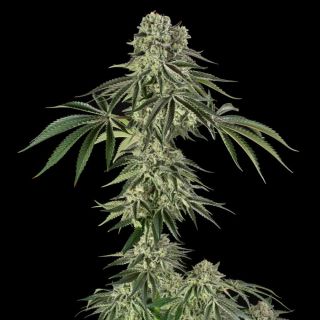 27143 - Jamaican Mountain   3 ud Silent Seeds x Julian Marley