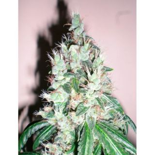 JOG6 - Jamaican OG  6 u. fem. The Cali Connection