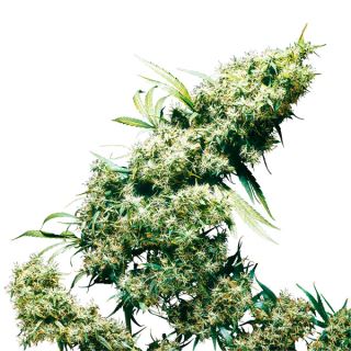 Jamaican Pearl  3 u. fem. Sensi Seeds