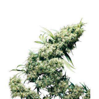 1259 - Jamaican Pearl 10 u. reg. Sensi Seeds