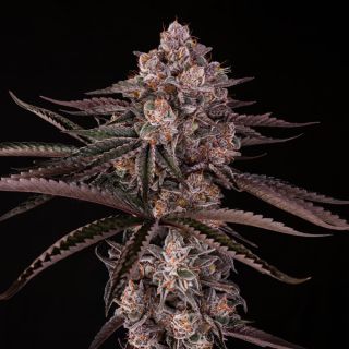 27146 - Jamaican Sunset   3 ud Silent Seeds x Julian Marley