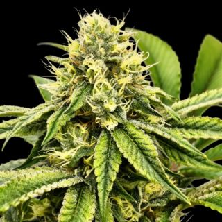 27167 - Jamon & Melon 3 u. fem Gratefull Seeds