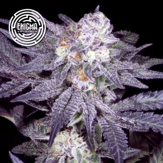 24645 - Jealousy 54 - 3 u. fem Enigma Genetics