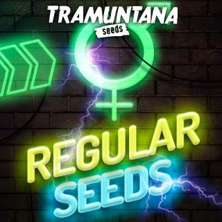27276 - Jealousy x Zkittlez 15 u. Regular Tramuntana Seeds