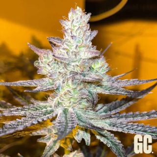 26350 - Jelly Banana 6 u. fem  Grand Cru Genetics