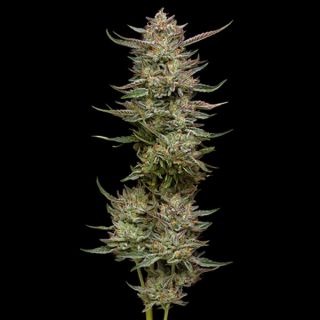 24922 - Jelly Donutz 3 u. fem Humbold Seeds Company