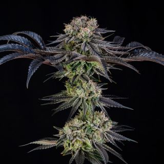 27152 - Julian Marley Special   3 ud Silent Seeds x Julian Marley