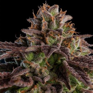 11676 - K-Mintz  1 u. fem. Ripper Seeds