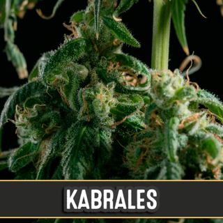 9170 - Kabrales 3 u. fem. Blimburn Seeds