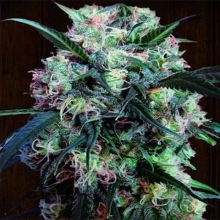 Kali China  1 u. fem. Ace Seeds